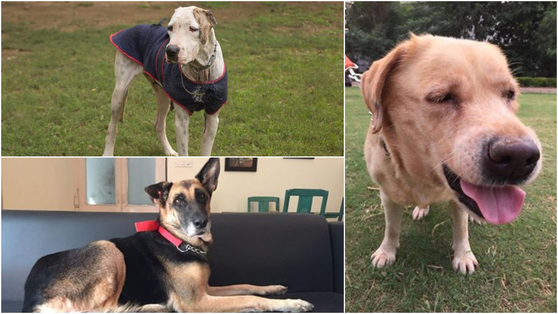 Looking for homes: (clockwise from right) Chia(7-8yrs), Lara (7yrs), Lady(4-5yrs).