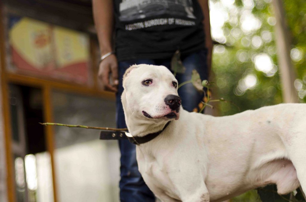 pakistani bully dog attack